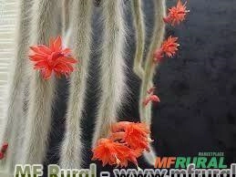 RABO DE MACACO (Hildewintera colademononis) Imagem RABO DE MACACO (Hildewintera colademononis)