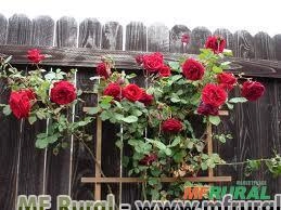 ROSA TREPADEIRA VERMELHA (Rosa lucieae) Imagem ROSA TREPADEIRA VERMELHA (Rosa lucieae)