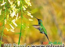 RUSSÉLIA AMARELA (Russelia equisetiformis) Imagem RUSSÉLIA AMARELA (Russelia equisetiformis)