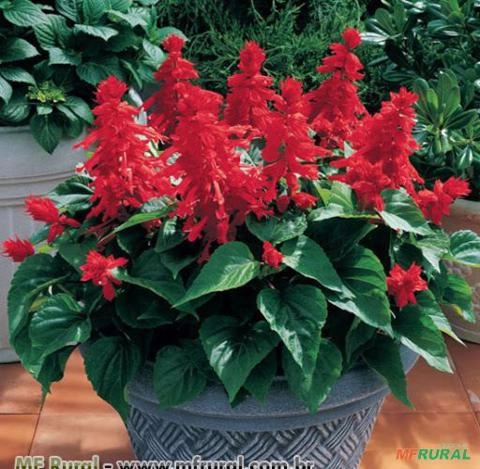 SALVIA VERMELHA (Salvia splendens) Imagem SALVIA VERMELHA (Salvia splendens)