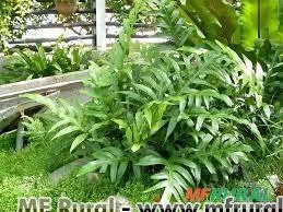 SAMAMBAIA DA JAMAICA ( Phymatosorus scolopendria) Imagem SAMAMBAIA DA JAMAICA ( Phymatosorus scolopendria)