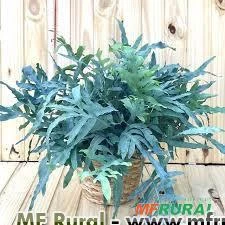 SAMAMBAIA MANTO AZUL (Polypodium aureum)