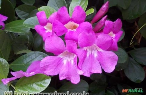 SARITÉIA (Saritaea magnifica) Imagem SARITÉIA (Saritaea magnifica)