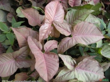 SINGONIO ROSA (Syngonium) Imagem SINGONIO ROSA (Syngonium)