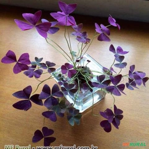 TREVO ROXO OU OXALIS (Oxalis triangularis atropurpurea) Imagem TREVO ROXO OU OXALIS (Oxalis triangularis atropurpurea)