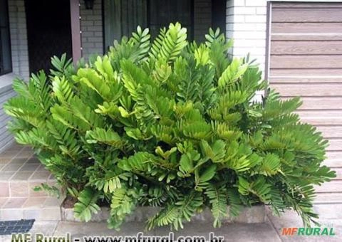 ZAMIA (Zamia furfuracea L.) Imagem ZAMIA (Zamia furfuracea L.)