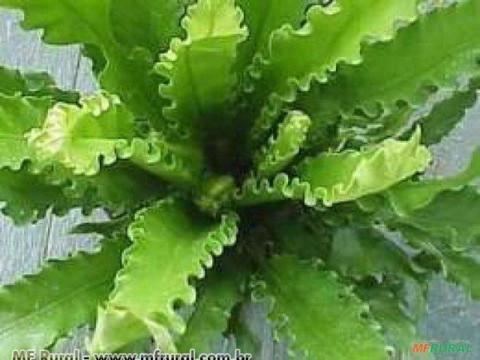 ASPLENIO CRESPO (Asplenium) Imagem ASPLENIO CRESPO (Asplenium)