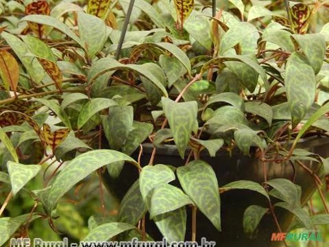 COLUMEIA MARMORE (Aeschynanthus marmoratus) Imagem COLUMEIA MARMORE (Aeschynanthus marmoratus)