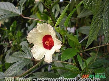 HIBISCO VINAGREIRA (Hibiscus sabdariffa) Imagem HIBISCO VINAGREIRA (Hibiscus sabdariffa)