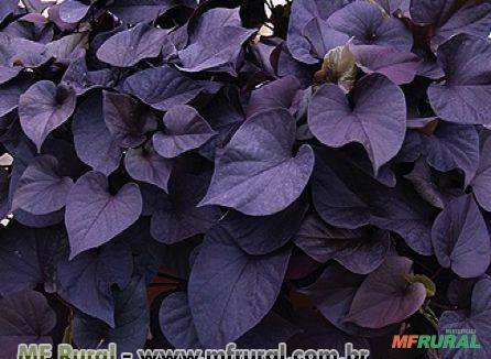 IPOMEIA ROXA - BATATA ORNAMENTAL Imagem IPOMEIA ROXA - BATATA ORNAMENTAL