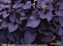 IPOMEIA ROXA - BATATA ORNAMENTAL Imagem IPOMEIA ROXA - BATATA ORNAMENTAL