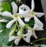 JASMIM LEITE (Trachelospermum jasminoides)