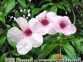 PANDORA TREPADEIRA (Pandorea jasminoides) Imagem PANDORA TREPADEIRA (Pandorea jasminoides)