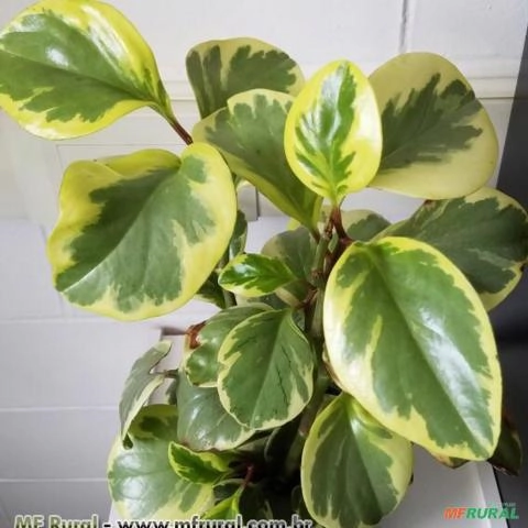 PEPEROMIA BRASILEIRINHA (Peperomia obtusifolia) Imagem PEPEROMIA BRASILEIRINHA (Peperomia obtusifolia)