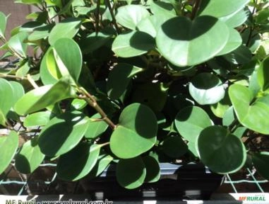 PEPEROMIA TRADICIONAL (Peperomia obtusifolia) Imagem PEPEROMIA TRADICIONAL (Peperomia obtusifolia)