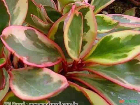 PEPEROMIA TRICOLOR (Peperomia magnoliifolia) Imagem PEPEROMIA TRICOLOR (Peperomia magnoliifolia)