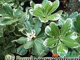 PITOSPORO VARIEGATA (Pittosporum tobira "variegata") Imagem PITOSPORO VARIEGATA (Pittosporum tobira "variegata")