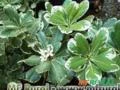 PITOSPORO VARIEGATA (Pittosporum tobira "variegata")