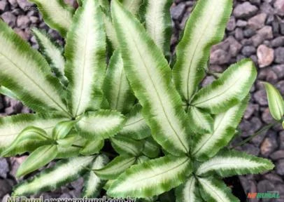 PTERES OU SAMAMBAIA PRATA (Pteris cretica) Imagem PTERES OU SAMAMBAIA PRATA (Pteris cretica)