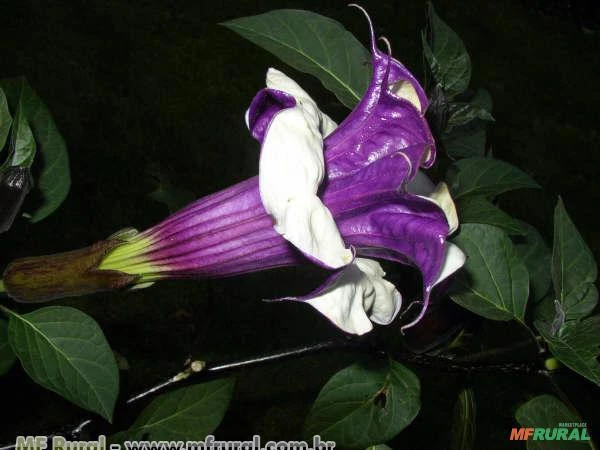 TROMBETA ROXA (Datura metel)