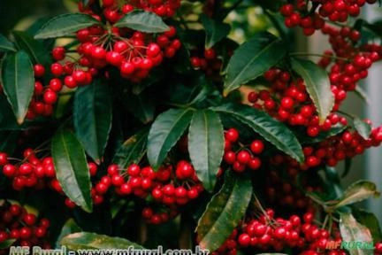 ARDÍSIA (Ardisia crenata) Imagem ARDÍSIA (Ardisia crenata)