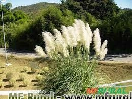 CAPIM DOS PAMPAS (Cotaderia selloana) Imagem CAPIM DOS PAMPAS (Cotaderia selloana)