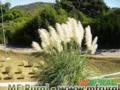 CAPIM DOS PAMPAS (Cotaderia selloana) Imagem CAPIM DOS PAMPAS (Cotaderia selloana)