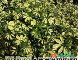 CHEFLERA VARIEGATA (Schefflera arboricola ´Variegata´) Imagem CHEFLERA VARIEGATA (Schefflera arboricola ´Variegata´)