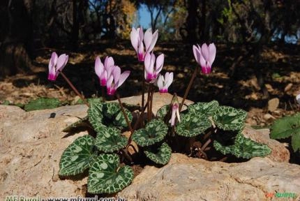 CICLAME (Cyclamen persicum) Imagem CICLAME (Cyclamen persicum)