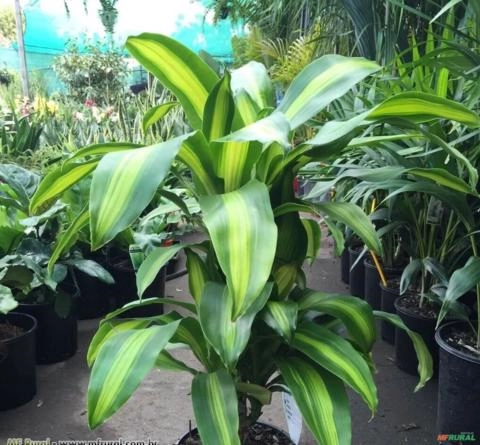 DRACENA PAU DÁGUA (Dracaena fragrans) Imagem DRACENA PAU DÁGUA (Dracaena fragrans)