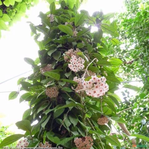 FLOR DE CERA (Hoya carnosa) Imagem FLOR DE CERA (Hoya carnosa)