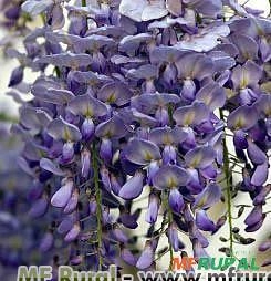 GLICÍNIA (Wisteria sp) Imagem GLICÍNIA (Wisteria sp)