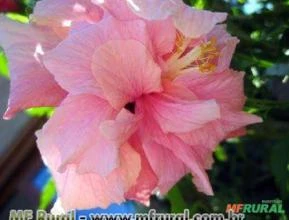 HIBISCO DOBRADO (Hibiscus rosa sinensis)