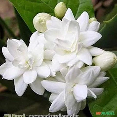 JASMIM ÁRABE (Jasminum sambac)