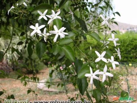 JASMIM DOS AÇORES (Jasminum azoricum) Imagem JASMIM DOS AÇORES (Jasminum azoricum)