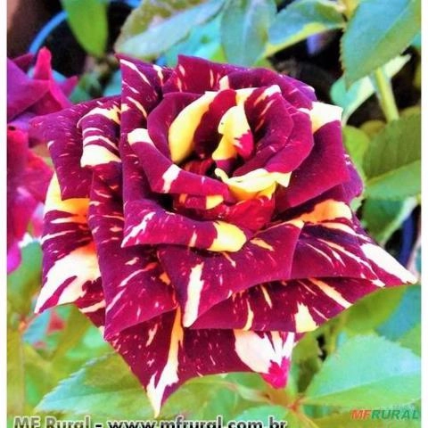 ROSA ABRACADABRA (Rosa spp) Imagem ROSA ABRACADABRA (Rosa spp)