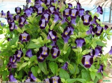 TORRÊNIA (Torenia fournieri) Imagem TORRÊNIA (Torenia fournieri)