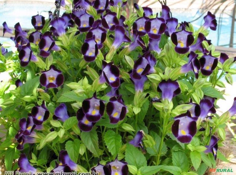 TORRÊNIA (Torenia fournieri) Imagem TORRÊNIA (Torenia fournieri)