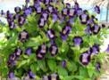TORRÊNIA (Torenia fournieri) Imagem TORRÊNIA (Torenia fournieri)