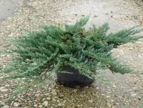 TUIA JACARÉ (Juniperus horizontalis)