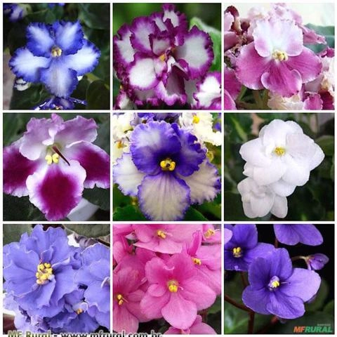 VIOLETA (Saintpaulia ionantha) Imagem VIOLETA (Saintpaulia ionantha)