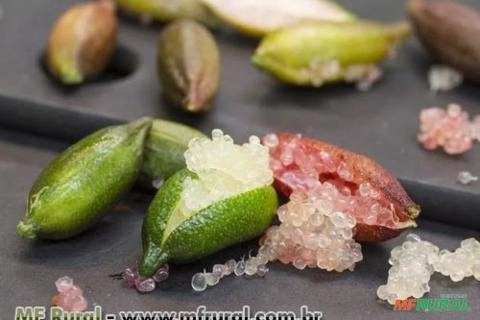 LIMÃO CAVIAR Imagem LIMÃO CAVIAR