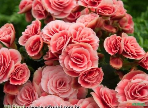 BEGÔNIA COMUM Imagem BEGÔNIA COMUM