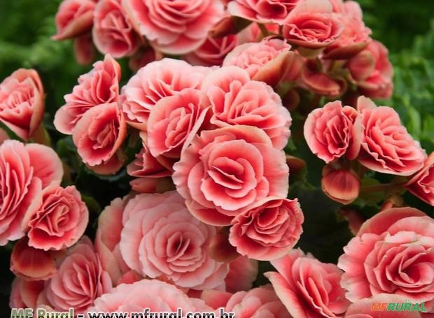 BEGÔNIA COMUM Imagem BEGÔNIA COMUM