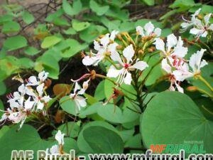 BAUHINIA TREPADEIRA ROSA (Bauhinia scandens) Imagem BAUHINIA TREPADEIRA ROSA (Bauhinia scandens)