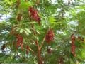 BRINCO DE INDIO (Cojoba arborea)