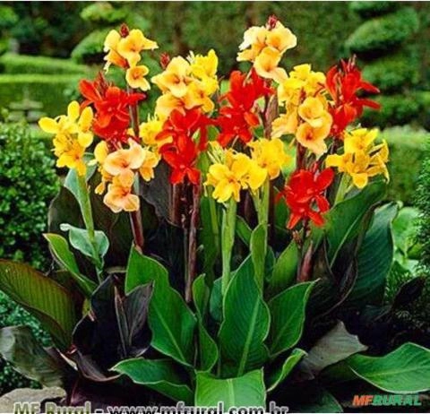 CANA ÍNDICA (Canna X generalis) Imagem CANA ÍNDICA (Canna X generalis)