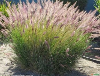 CAPIM DO TEXAS VERDE (Pennisetum setaceum) Imagem CAPIM DO TEXAS VERDE (Pennisetum setaceum)