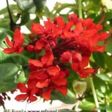 CLERODENDRO VERMELHO (Clerodendrum splendens)