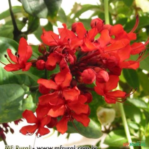 CLERODENDRO VERMELHO (Clerodendrum splendens) Imagem CLERODENDRO VERMELHO (Clerodendrum splendens)
